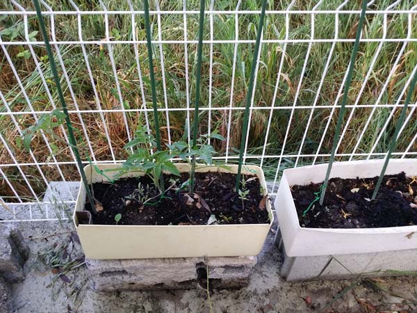 tomates en Mai